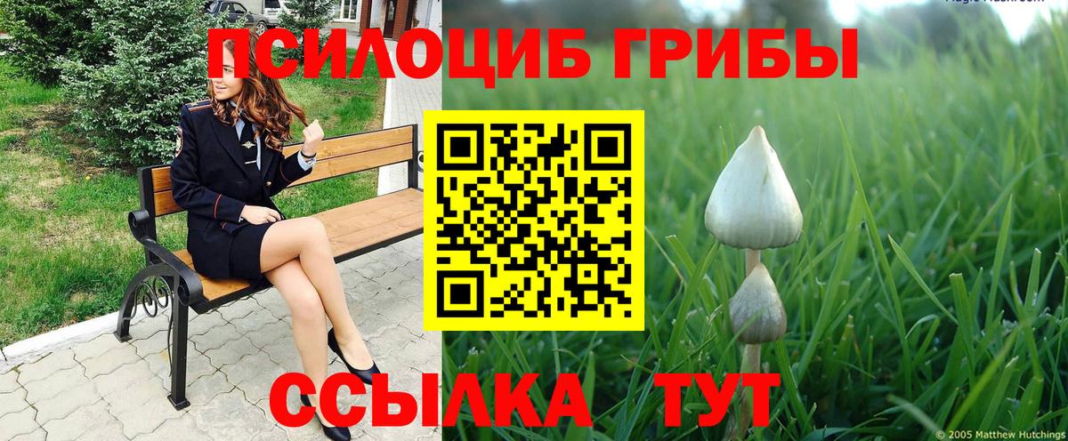 Новозыбков  Галлюциногенные грибы Cubensis  Вход с VPN 